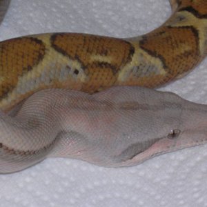 A5-pastel hogg
