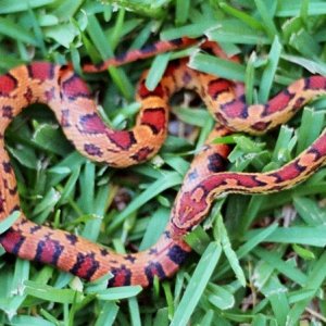 Male Abbott Okeetee from South Mountain