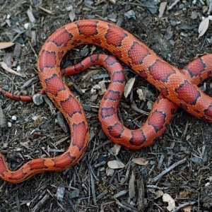 High Red 04 female Okeetee