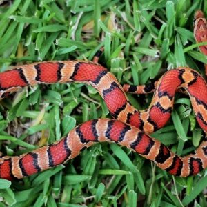 Beautiful 05 Male Okeetee from Douglas Kranich