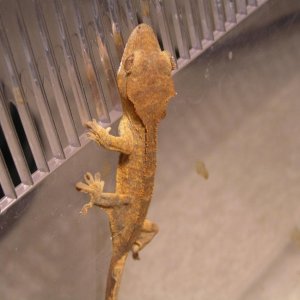 Crested_Gecko_Fire_Female_2