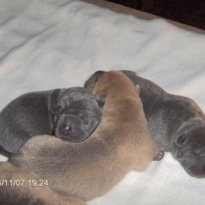 Big_Boys_Babies_all_together