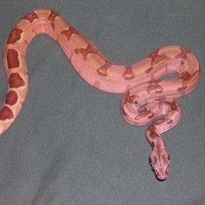 05 M poss super salmon/66% sharp albino