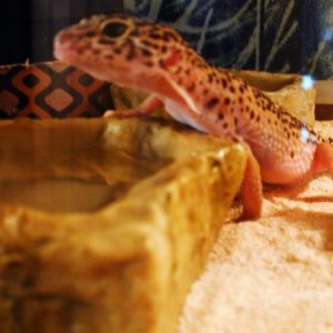 samedesert