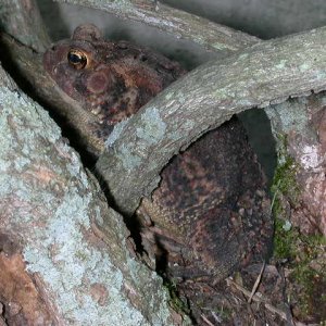Toad
