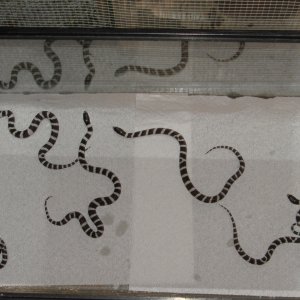 Hatchling cal kings