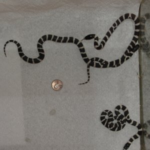 Hatchling cal kings