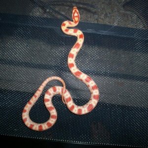 Cornsnake