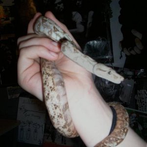 Hogg Island Boa