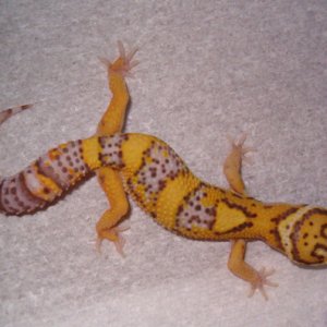 BellAlbinoMale