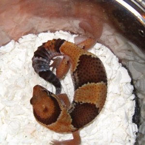 fat-tail_gecko