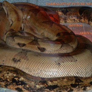 2005~2006 Breeding Trials