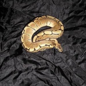 Sam