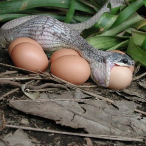 Pseustes poecilonotus eating