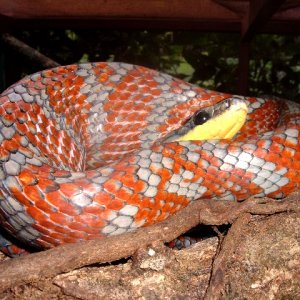 Smoking P. poecilonotus
