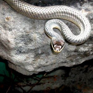 Silver Pseustes