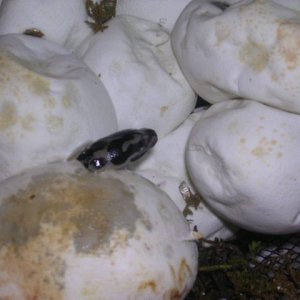 JCP hatching