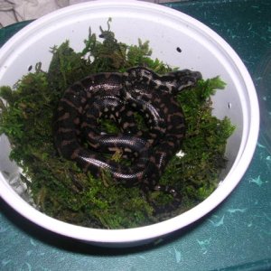1st JCP Hatchling
