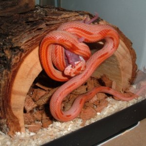 "Slytherin" feeding