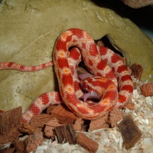 "Gryffindor" feeding