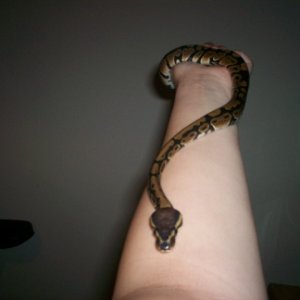Slithering down my arm