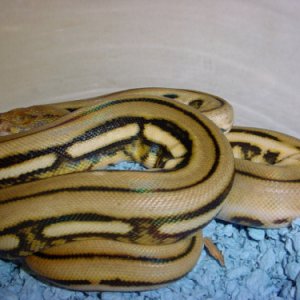 super_tiger2