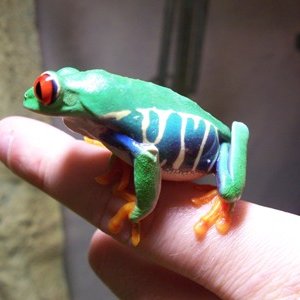 Side View of Red-Eye
