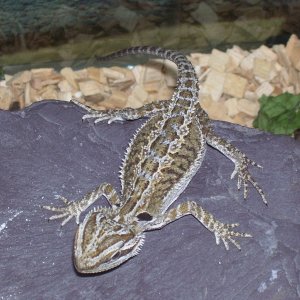 my beardie
