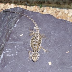 my beardie