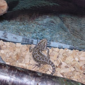 my beardie