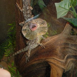 Baby frilled dragon
