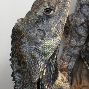 Our adult  frillied dragon
