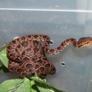 Deesvalentinessnake