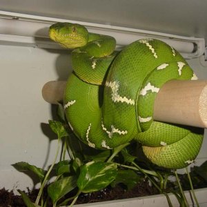 male_etb_the_father