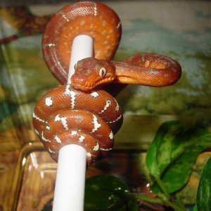 etb-_7_20040_babie