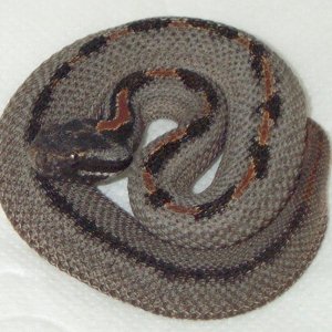 Calico Pigmy