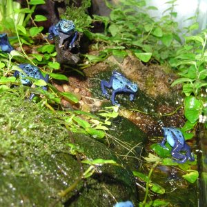 a group of azureus