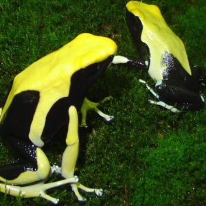 breeding pair of yellow backs