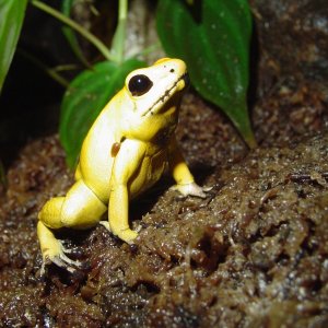 fat orange terribilis