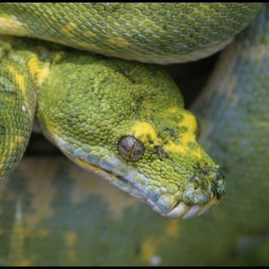 biakg3