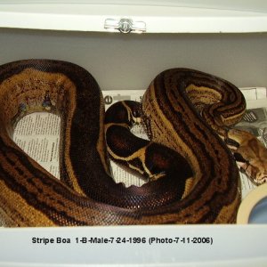 Stripe Boa 1-B-Male