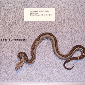 Stripe Boa 8-D-Female-85%