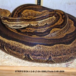 Stripe Boa 2-B-Female