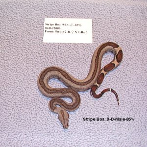 Stripe Boa 9-D-Male-85%