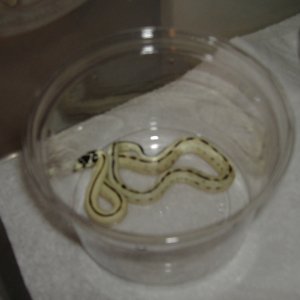 New female