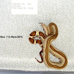 Stripe Boa 7-D-Male-90%