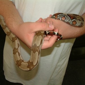 Male Guyana Red Tail