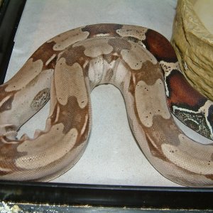 Male Guyana Red Tail