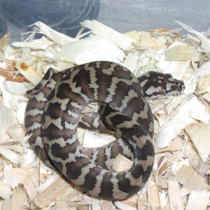 Male_7_1_