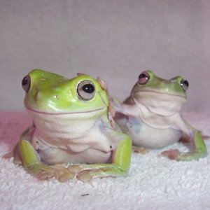 2 White's Tree Frogs